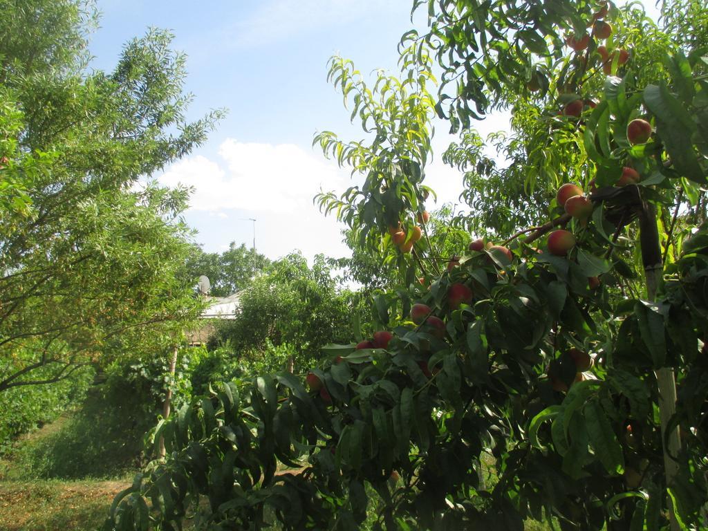 Shushan B&B Jechegnadzor Buitenkant foto